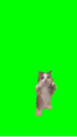 Hapi Hapi Hapi Cat 