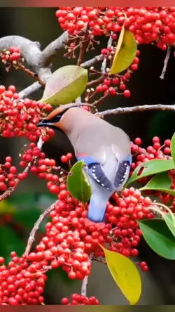 ផ្កាព្រះវិហារ