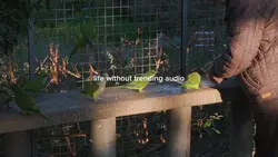 no sound no audio