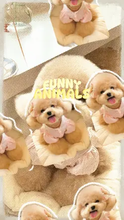 Funny Anilmals