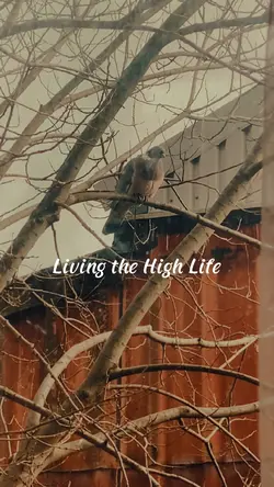 Pigeon Royale 