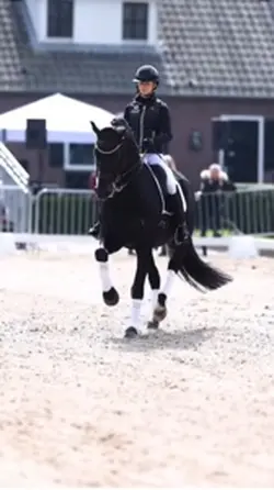 Horse frison 🖤