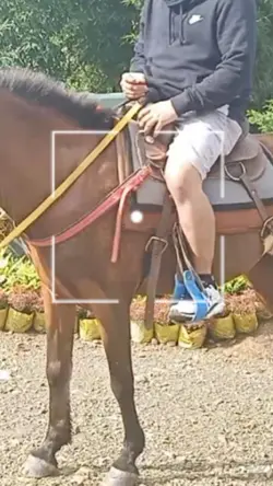 Horse Riding 