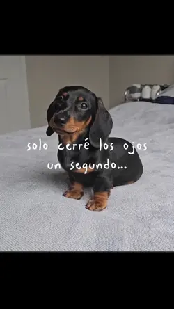 Un segundo.🥺🐶❤️