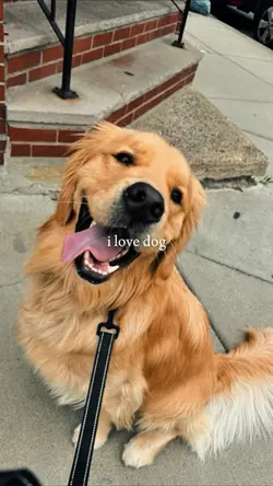 My dog