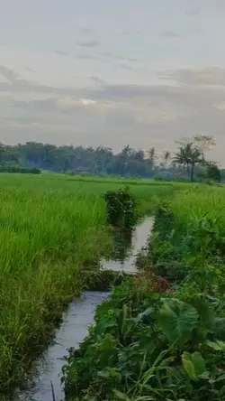 Suasana Sawah
