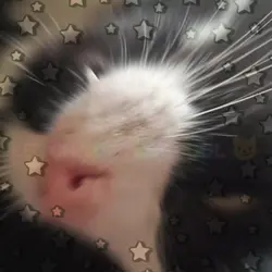 J'AIMEUH LES CHATS 