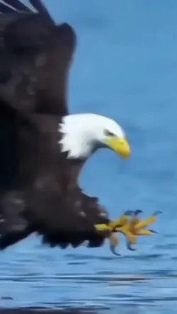 eagle template