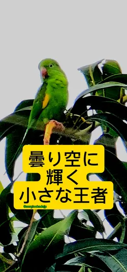 若武者