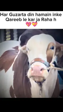 cow template