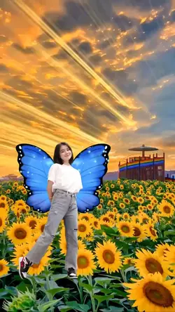 butterfly sunflower