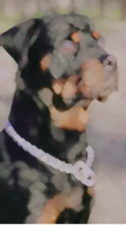 Dog song