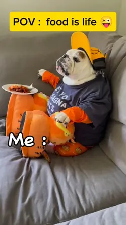 funny dog