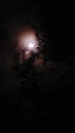 Moonlight Flower