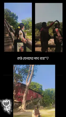 কাঠ গোলাপে সাদা মায়া