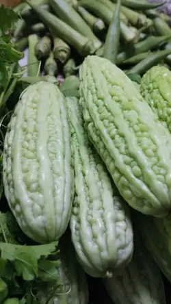 Ampalaya