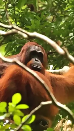Orangutan edit 🦧