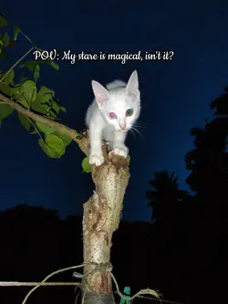 odd eyes cat