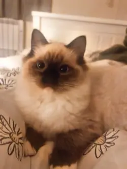 Cute cats edit