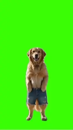 Dog/Cachorro 