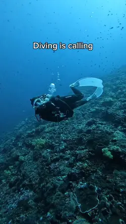Diving is calling