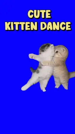 CUTE KITTEN DANCE 