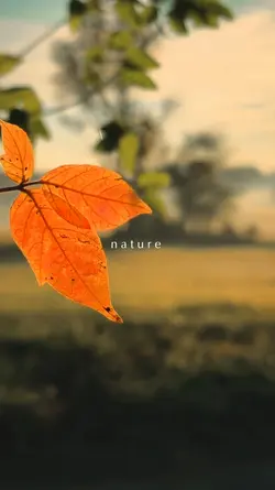 NATURE