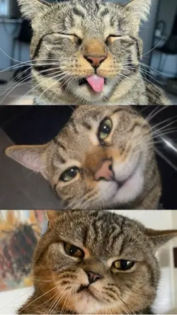 Cutie Cat
