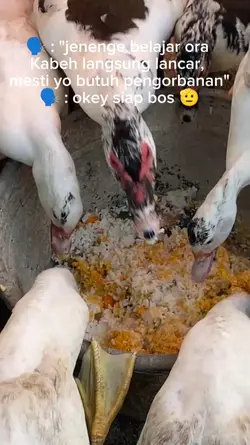 permentokan