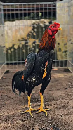 ayam story