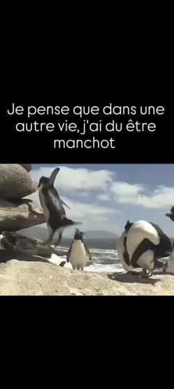 Manchot