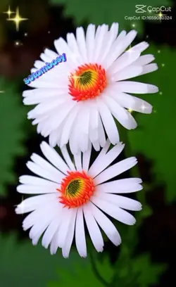 ប្រពន្ធដើម