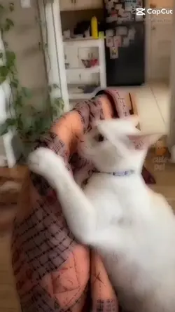 kedisler saka mıı