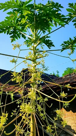 MENTARI PAGI