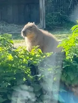 Capybara 