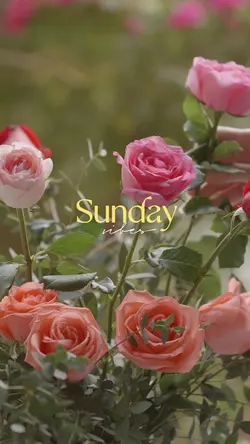 Sunday Vibes 