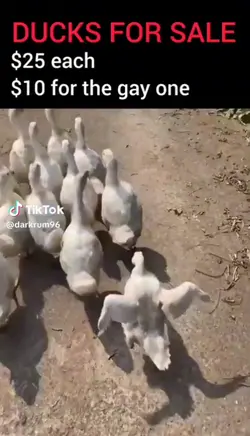 Gay = Discount