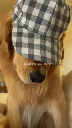 my pet my therapy
