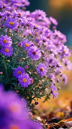 Spring flowers