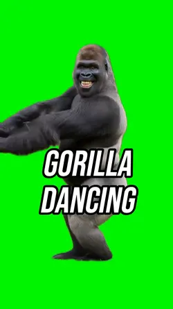 Gorilla dancing