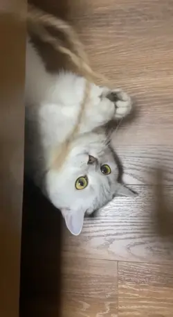 Cưng ghê hông