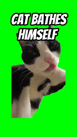 Cat bathed himself