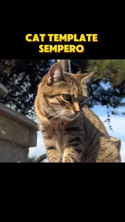 Cat template 🗿
