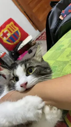 Kucing Reog
