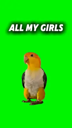 Bird Dance 