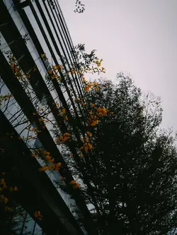 pov