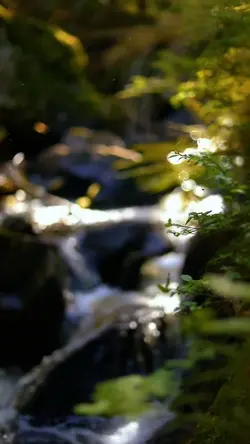 cinematic nature