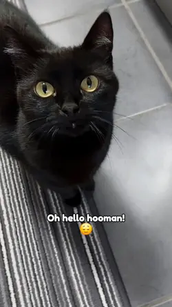 Oh hello hooman!