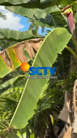 sctv mempersembahkan