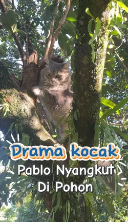 Kucing BLH Lucu
